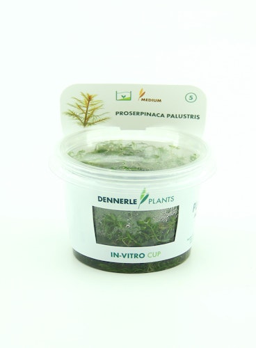Proserpinaca palustris In-Vitro