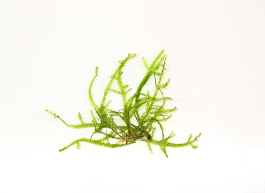 Taxiphyllum sp. 'Giant' In-Vitro