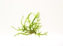 Vorschaubild Taxiphyllum sp. 'Giant' In-Vitro