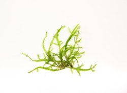 Taxiphyllum sp. 'Giant' In-Vitro