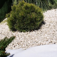 Noor Unkrautblocker weiß 105 gr/m² 0,90 x 10 m