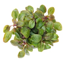 Lobelia cardinalis 'Mini' Topf