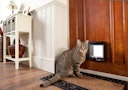 SureFlap Katzenklappe mikrochipgesteuert