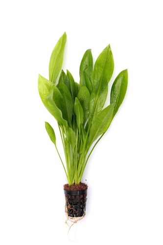 Echinodorus grisebachii 'Bleherae'