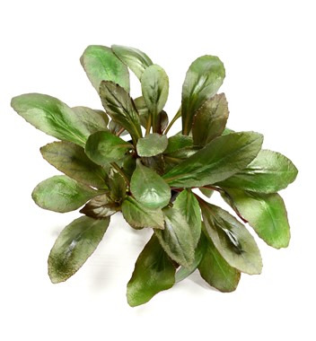 Lobelia cardinalis Topf