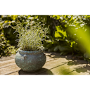 Vorschaubild Plant Pot Ensio grün antik