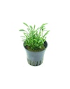 Cryptocoryne parva Topf