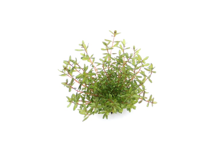 Rotala rotundifolia 'Laos' Topf