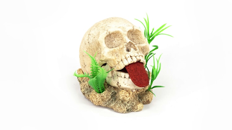 aquatlantis Totenkopf