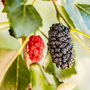 Vorschaubild Maulbeere Daisuke