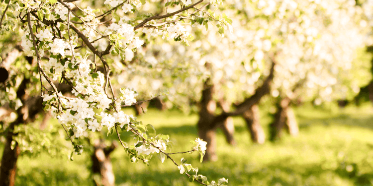 Gesundheitsapfel Amida