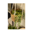 Vorschaubild Hanging Pot Lari