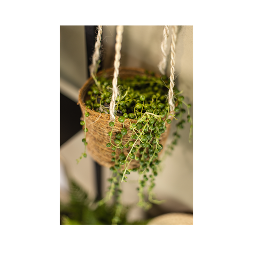 Hanging Pot Lari