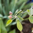 Vorschaubild Gesundheitsapfel Elmira pink