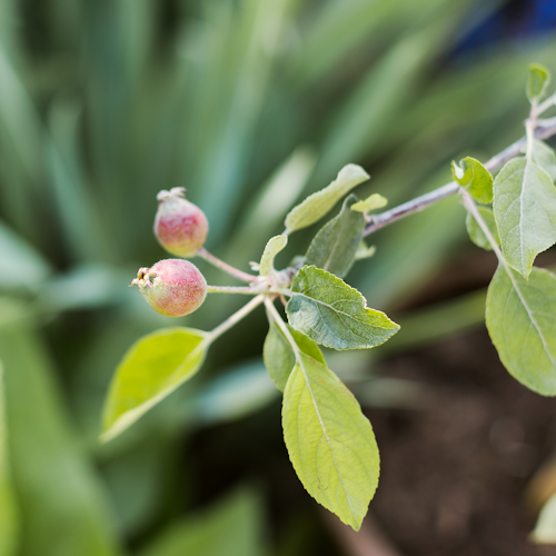 Gesundheitsapfel Elmira pink