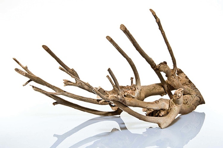 aquadeco Naturholz Talawa Holz Aquariendekoration