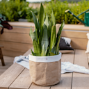 Vorschaubild Restberry´s Pflanzkorb