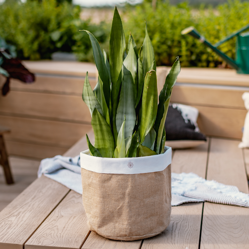 Restberry´s Pflanzkorb