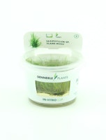 Taxiphyllum sp. 'Flammenmoos' In-Vitro