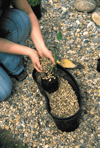 Oase Pflanzkorb oval