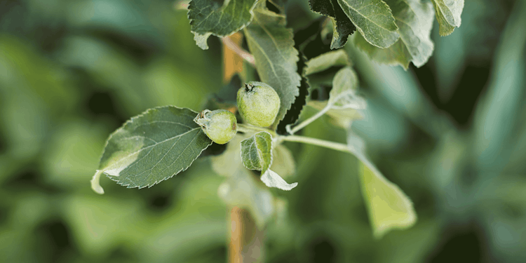 Säulenapfel Elmira Säule