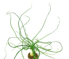 Crinum calamistratum Topf