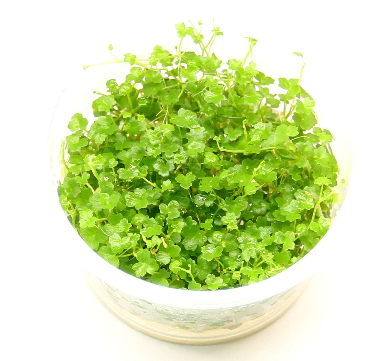 Hydrocotyle tripartita 'Mini' In-Vitro