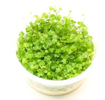 Hydrocotyle tripartita 'Mini' In-Vitro