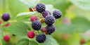 Vorschaubild schwarze Sommerhimbeere Takuya