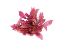 Vorschaubild Alternanthera reineckii 'rubinrot'