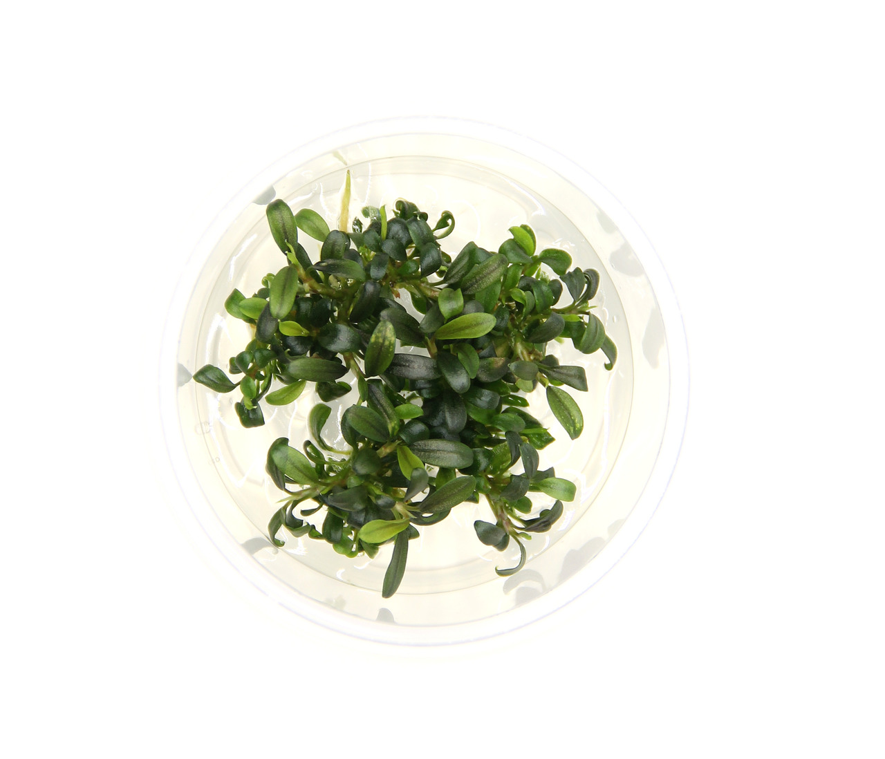 Bucephalandra micrantha 'Needle Leaf' In-Vitro