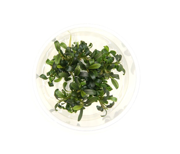 Bucephalandra micrantha 'Needle Leaf' In-Vitro