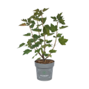 Vorschaubild Rote Johannisbeere Kimiko