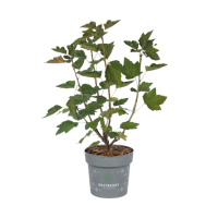 Rote Johannisbeere Kimiko