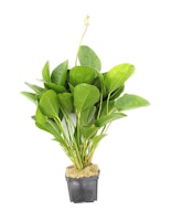 Echinodorus 'Kleiner Bär'