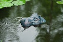 Vorschaubild Ubbink Wasserspeier Hippo