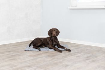 TRIXIE Kühlmatte Soft grau XL/2: 90x60cm