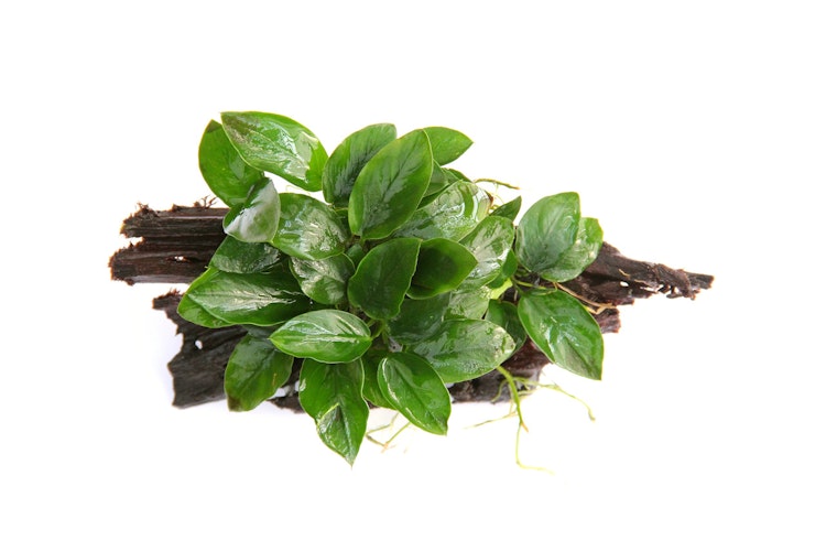 Anubias barteri var. Nana