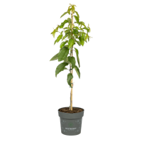 Zuckersüße Kirsche Chiko