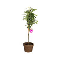 Säulenapfel Elmira Säule