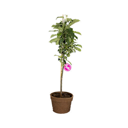 Säulenapfel Elmira Säule