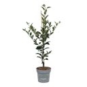 Vorschaubild Allergikerapfel Kazumi