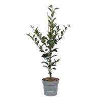 Allergikerapfel Kazumi