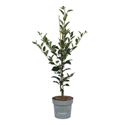 Allergikerapfel Kazumi