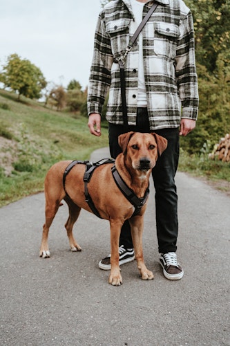 Hunter Geschirr Sicherheit Maldon petrol Hundegeschirr