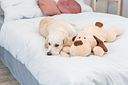 Vorschaubild TRIXIE Ankuschelhund Benny, Plüsch, 75 cm, beige/braun