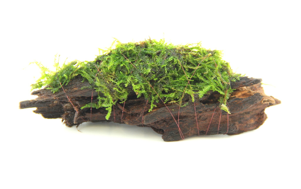 Mooswurzel 10 x 3 x 4 Centimeter