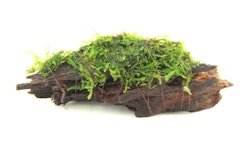 Mooswurzel 10 x 3 x 4 Centimeter