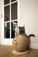 Designed by Lotte Kratzball Balty aus Holz Katzenspielzeug