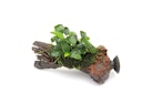 Anubias barteri var. nana 'Bonsai'